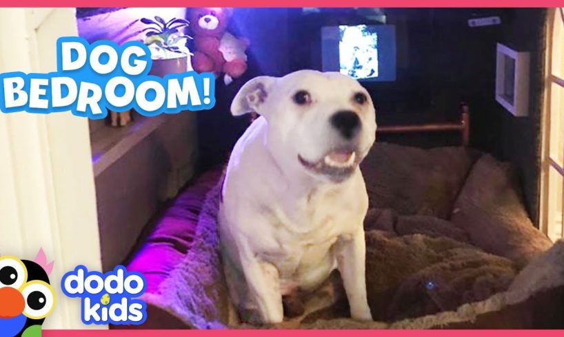 Shy Dog Gets His Own Bedroom And Is So Happy | Animal Videos For Kids | Dodo Kids