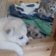 Siberian Snow Shepherds cute puppies 3 weeks old