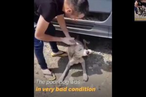 Sick Dog Lying Under A Truck For Days Has Been Rescued | Rescue Dogs