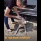 Sick Dog Lying Under A Truck For Days Has Been Rescued | Rescue Dogs