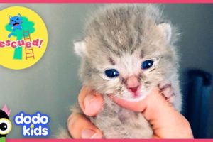 Smokey The Cute Kitten Is Saved From Living Under A House | Animal Videos For Kids | Dodo Kids