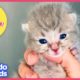 Smokey The Cute Kitten Is Saved From Living Under A House | Animal Videos For Kids | Dodo Kids