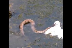 Snake Attack Stork | Big Battle | Amazing Moments Of Wild Animal Fights