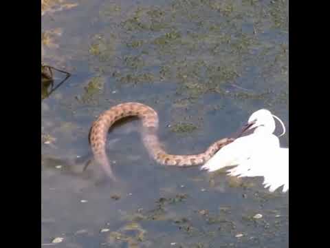 Snake Attack Stork | Big Battle | Amazing Moments Of Wild Animal Fights