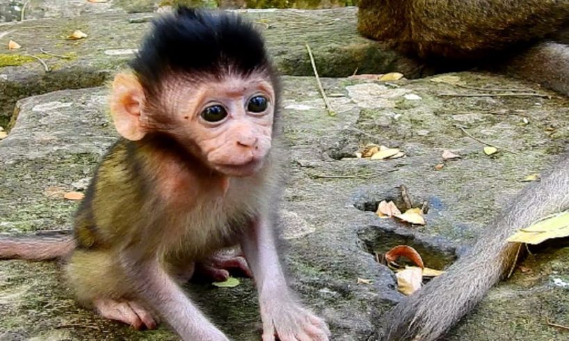 So Beautiful Day Baby Monkey Jilla Very Happy and So Fresh, Baby Playing Round So Enjoy!