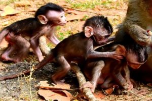 So Cool! All Newborn Baby Monkeys Playing Together! So Fantastic Nature Life!