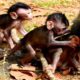 So Cool! All Newborn Baby Monkeys Playing Together! So Fantastic Nature Life!