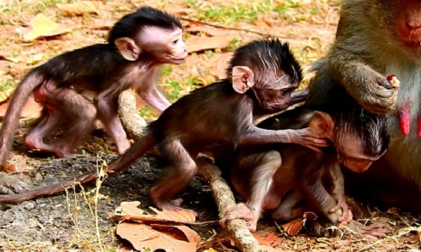So Cool! All Newborn Baby Monkeys Playing Together! So Fantastic Nature Life!