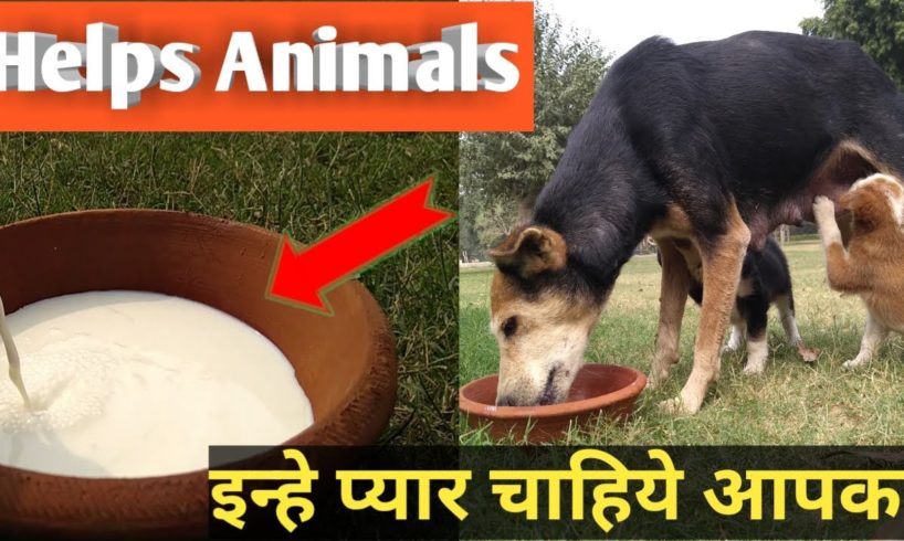 Social Helps orphaned Feed Puppies || Feeding Orphaned Puppies || Social Help of animals