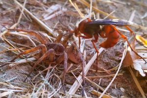 Spider Vs Wasp In Battle To The Death