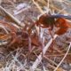 Spider Vs Wasp In Battle To The Death