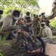 Spy Monkey Mistaken for Dead Baby and Mourned by Troop (FULL CLIP) | Spy In The Wild | BBC Earth