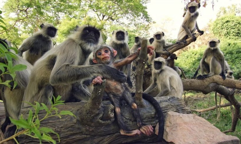 Spy Monkey Mistaken for Dead Baby and Mourned by Troop (FULL CLIP) | Spy In The Wild | BBC Earth