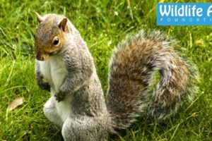 Squirrel terrorizes old lady... Funny Animal Rescue