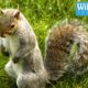 Squirrel terrorizes old lady... Funny Animal Rescue