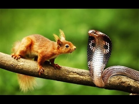 Squirrel vs Snake, Amazing Animal fight and attack Compilation