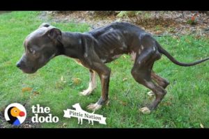 Starving Pittie Transforms Into The Bounciest Puppy  | The Dodo Pittie Nation