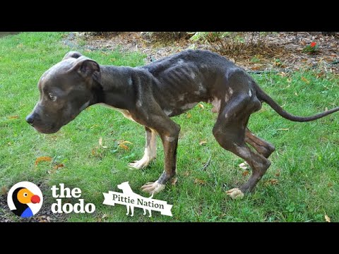 Starving Pittie Transforms Into The Bounciest Puppy  | The Dodo Pittie Nation