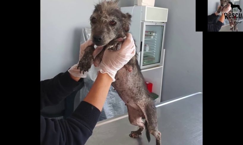 Stray Puppies Have Transformed Amazingly After Rescued | Rescue Dogs