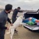 Stray dog rescue dogs out of control!!! Live!!!