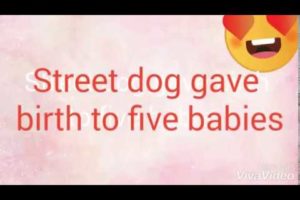 Street dog gave birth to 5 little cute puppies