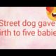 Street dog gave birth to 5 little cute puppies