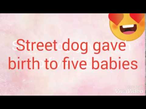 Street dog gave birth to 5 little cute puppies