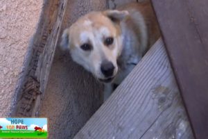 Street-smart homeless dog manages to avoid rescuing time after time.