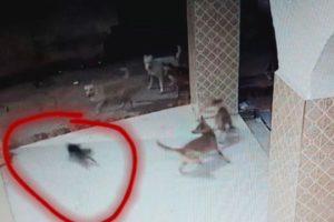Suicide cat playing with a group of dogs  funniest