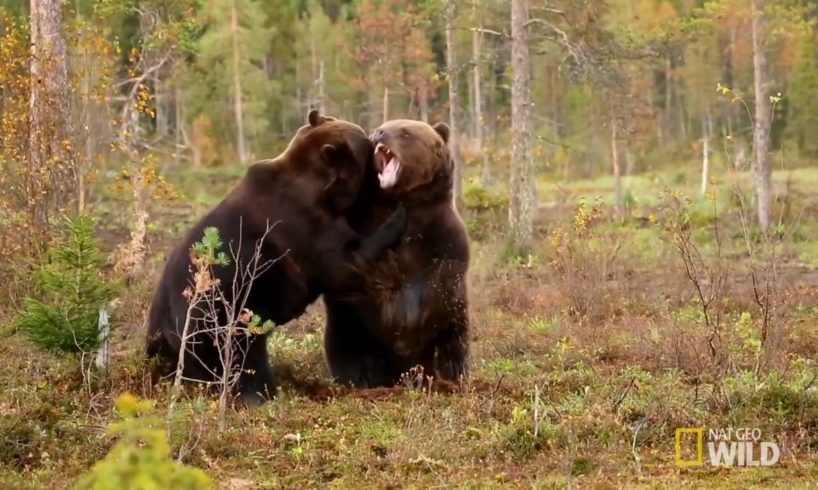 THE 10 AGGRESSIVE ANIMAL FIGHTS