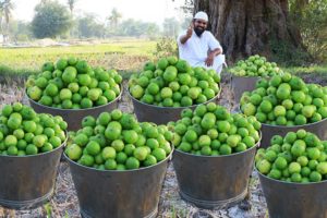 Tasty Masala Pyara Guava Recipe - Indian Street Food Recipes - by Nawabs kitchen