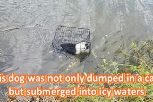 Teacher jumps into icy waters to rescue a puppy locked in cage