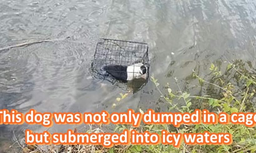 Teacher jumps into icy waters to rescue a puppy locked in cage