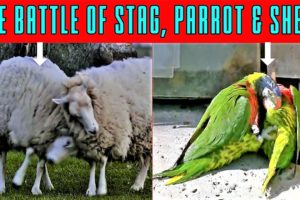 The Battle of Stag, Parrot and Sheep |Craziest Birds Fight | Animal Fight