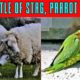 The Battle of Stag, Parrot and Sheep |Craziest Birds Fight | Animal Fight