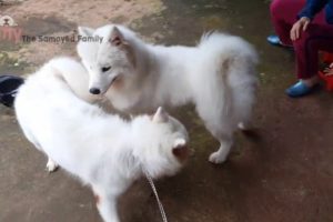 The Cutest Fluffy Samoyed Dogs And Puppies Videos Compilation Of 2019 #10 | Bony Samoyed