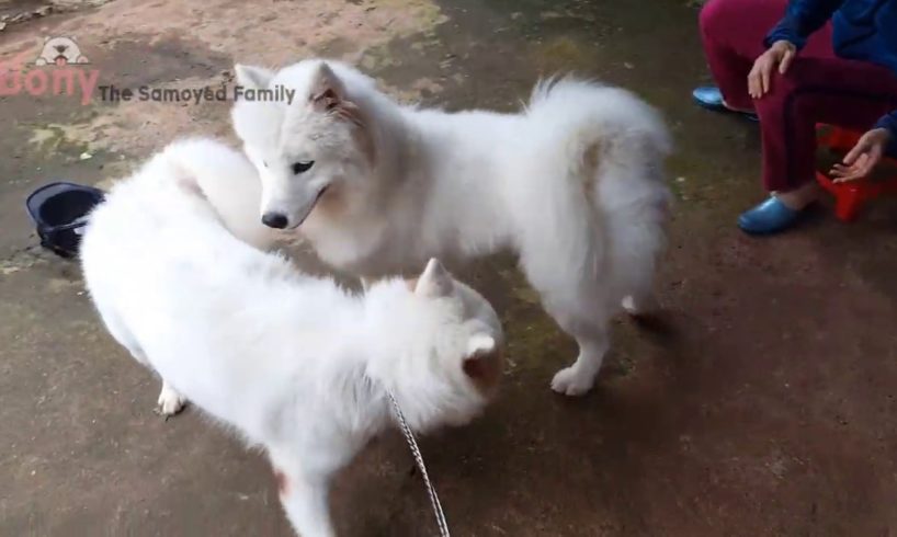 The Cutest Fluffy Samoyed Dogs And Puppies Videos Compilation Of 2019 #10 | Bony Samoyed