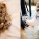 The Cutest Puppies Videos Compilation