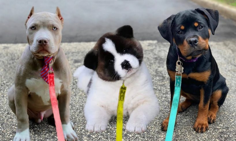 These 10 Dogs Have the Cutest Puppies Ever