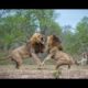 Tigers | Official Trailer |  Animal fights - Rare white tiger vs tiger Easy fight