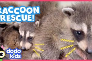 Tiny Raccoon Babies Are Stuck Inside A Wall | Animal Videos For Kids | Dodo Kids