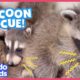 Tiny Raccoon Babies Are Stuck Inside A Wall | Animal Videos For Kids | Dodo Kids