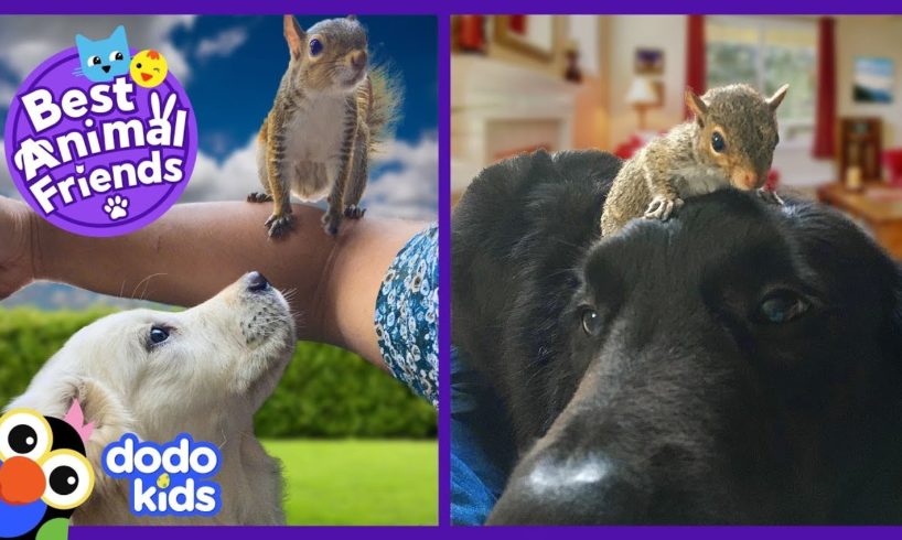 Tiny Squirrel Grows Up With The Best Brothers...DOGS | Animal Videos for Kids | Dodo Kids