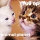 Tonkinese, American Curl, and Maine Coon Kittens | Too Cute! (Full Episode)