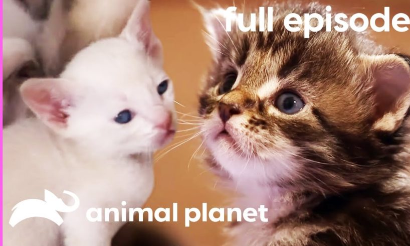 Tonkinese, American Curl, and Maine Coon Kittens | Too Cute! (Full Episode)