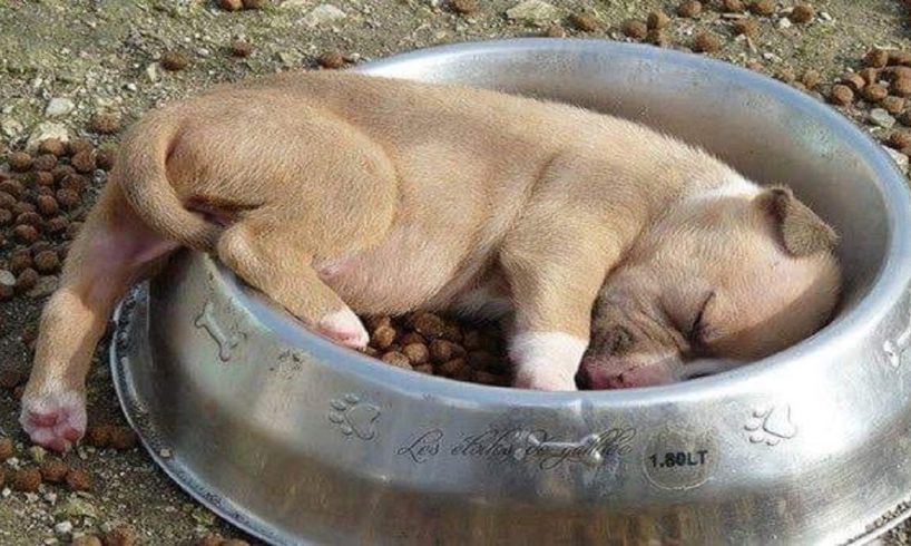 ?Too Funnies Too Cute ? Cutest Puppy Doing Funny Things