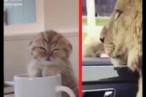 Too Funny Too Cute ? Cats And ? Dogs Hilarious Instagram Compilation