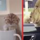 Too Funny Too Cute ? Cats And ? Dogs Hilarious Instagram Compilation