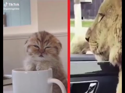 Too Funny Too Cute ? Cats And ? Dogs Hilarious Instagram Compilation