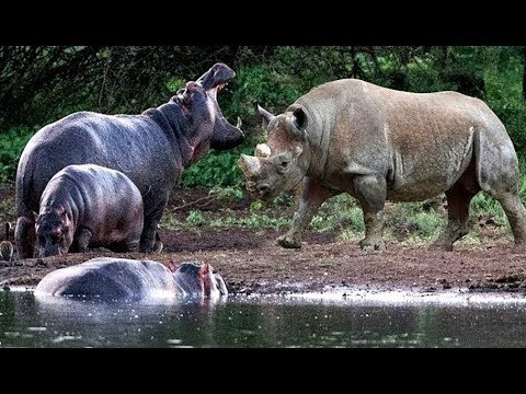 Top 10 Animal Attacks